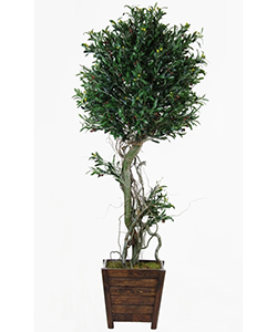 OLIVE TREE 180 CM POTTED