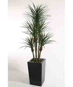 YUCCA 220 CM POTTED