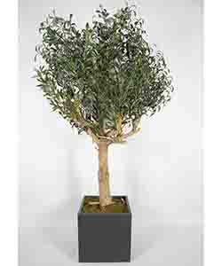 OLIVE TREE 170 CM POTTED
