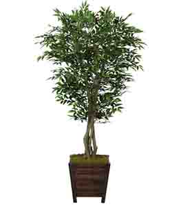 FRENCH FICUS 170 CM POTTED
