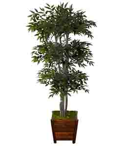 FRENCH FICUS 180 CM POTTED