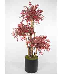 JAPANESE MAPLE BRONZE 180CM POTTED