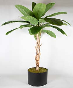 280CM BANANA TREE WITHTHOUT POT