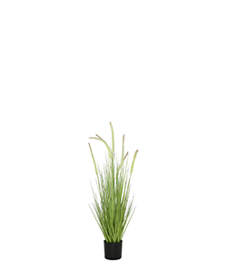 80 CM DOGTAIL GRASS W/ METAL POTENTED