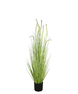 120 CM DOGTAIL GRASS W/ METAL POTENTED