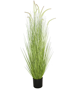 150 CM DOGTAIL GRASS W/ METAL POTENTED